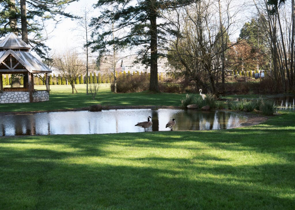 geese in front of pond at wedding venue 