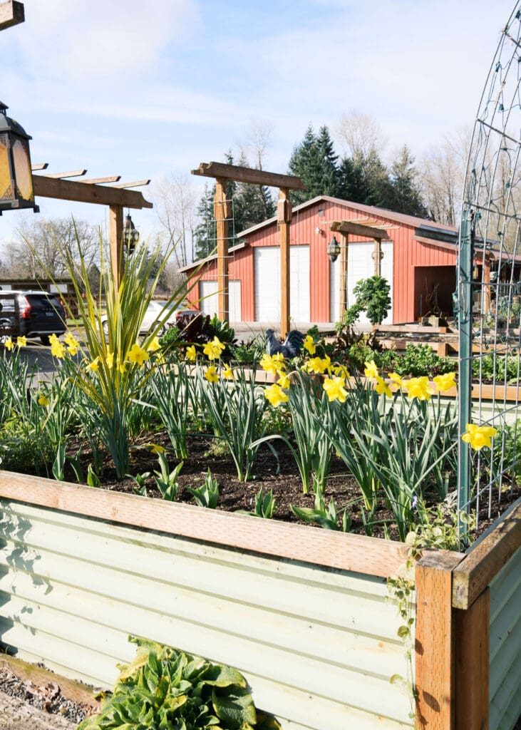 yellow flowers in outdoor garden 