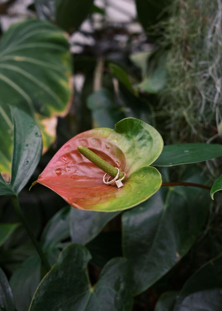 pink and green botanical flower with rings on the stem